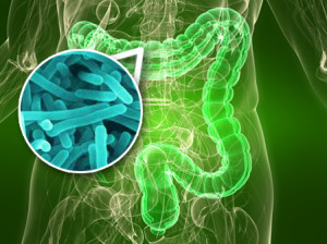 gut_bacteria